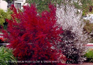 Leptospermum scoparium 'Ruby Glow' & 'Snow White'